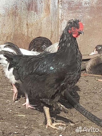 Продам молодого петуха