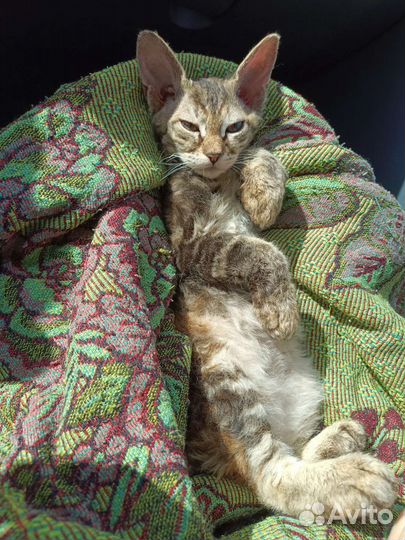 Донской сфинкс котята