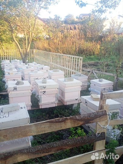 Пчелосемьи