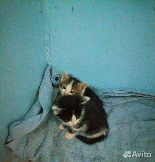 Отдам котят в добрые руки