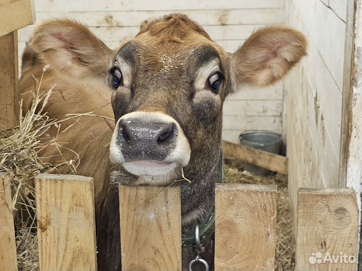 Тёлка Джерси