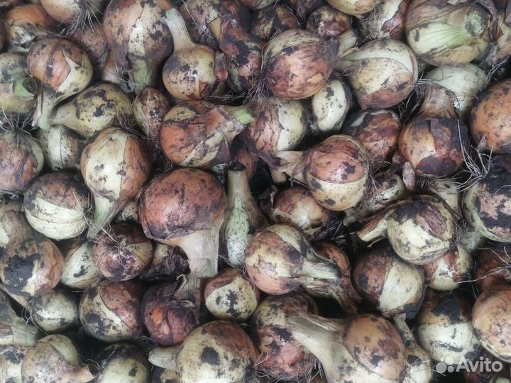 Картофель лук