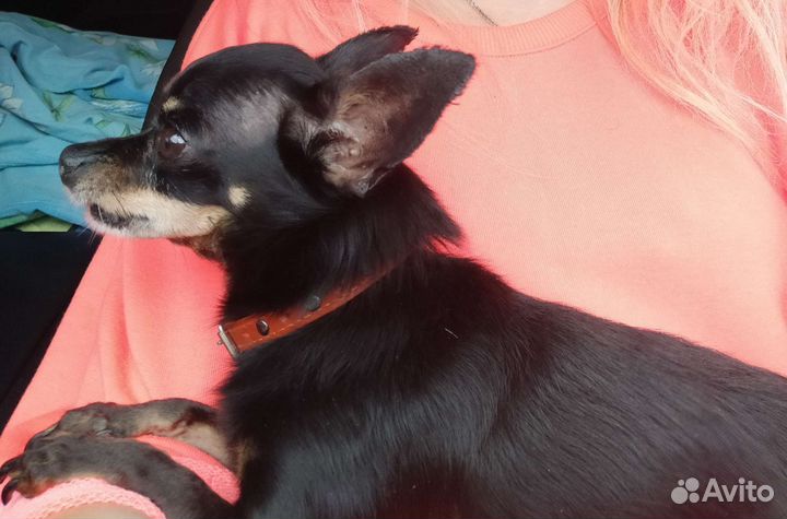 Потерялась собака