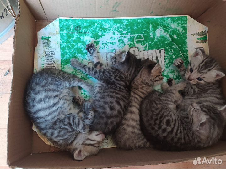 Котята в добрые руки