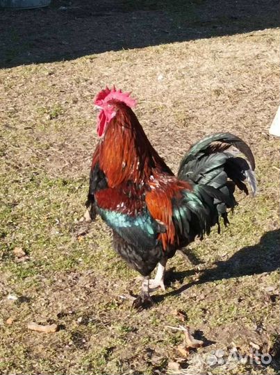 Яйцо, цыплята Маран и куры Виандот