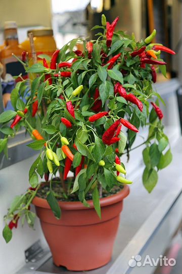 Семена комнатного перца чили