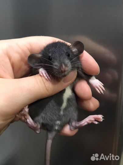 Крысята разных окрасов от Rat Tail