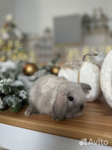 Декоративные кролики карлики доставка по РФ объявление продам