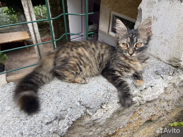 Две кошечки красавицы