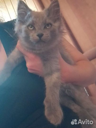 Котята серые