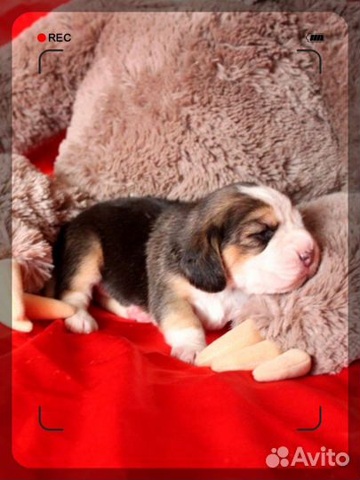 Щенки бигль