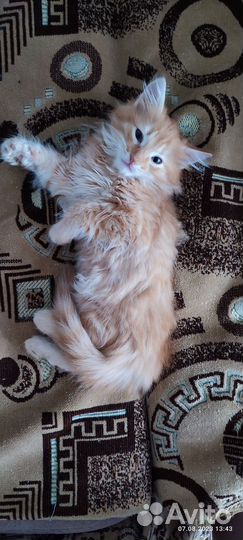 Рыжий котенок мальчик