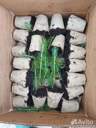 Сеянцы ели европейской зкс в розницу