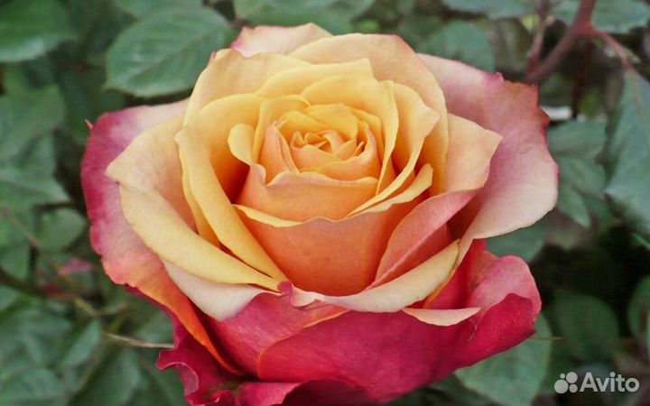 Саженцы роз