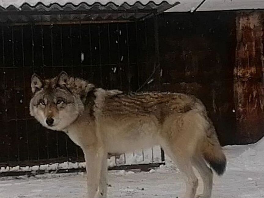 Щенки Волчата,волкасобы первого поколения