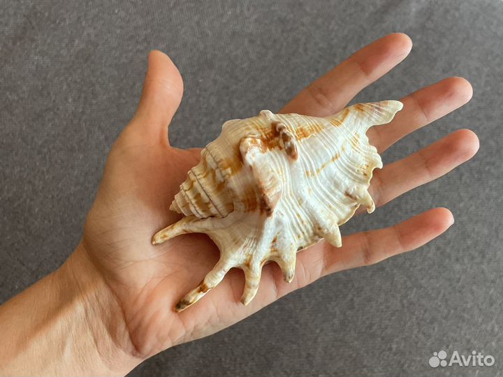 Ракушка морская большая