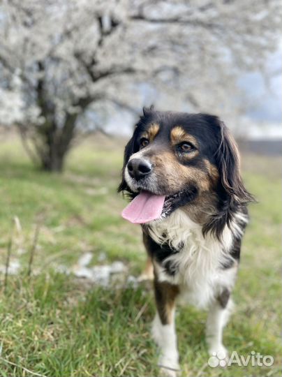 Собака в добрые руки