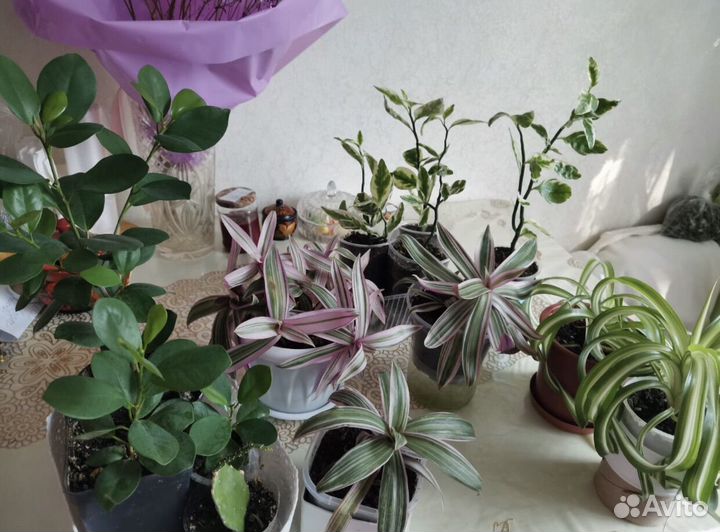 Комнатные цветы