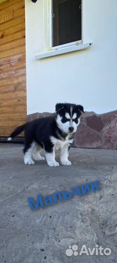 Сибирский хаски