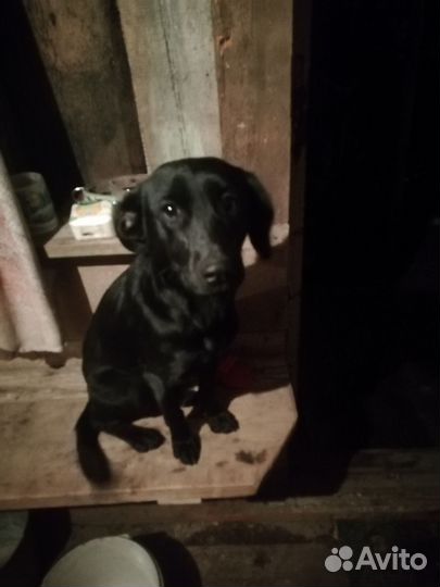 Собака в добрые руки