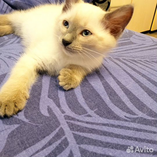 Сиамские котята