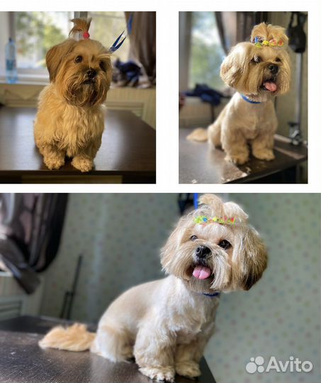 Груминг собак