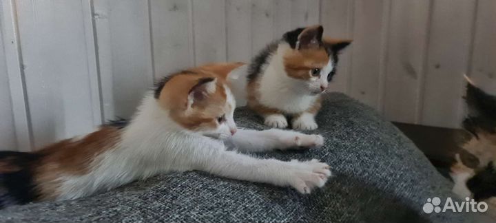 Кошка в дар