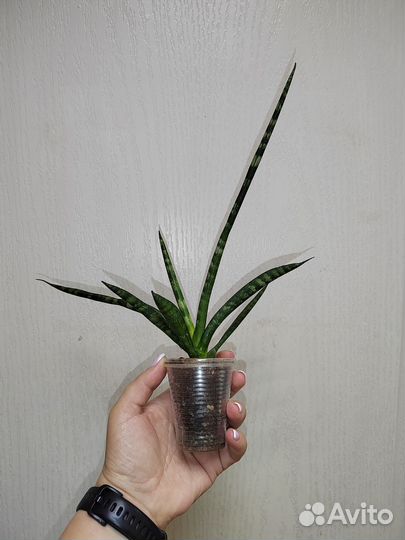 Сансевьерия фишери