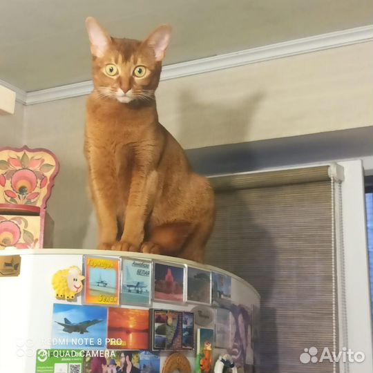 Абиссинская