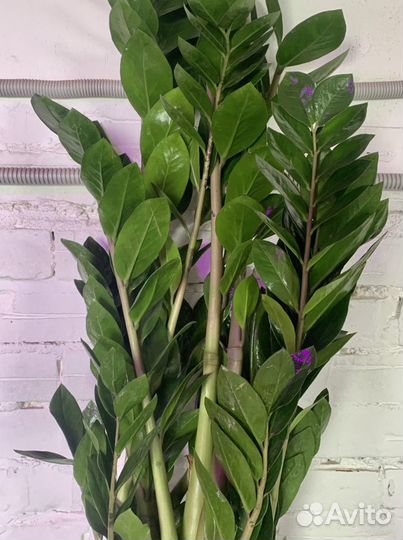 Цветок Замиокулькас в горшке