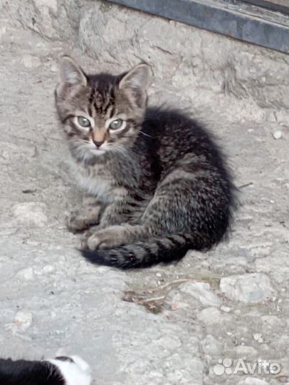 Кошка в добрые руки