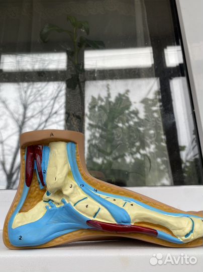 Анатомические Стопы