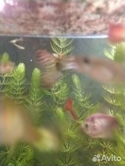 Рыбаки Гуппи, меченосец, гурами