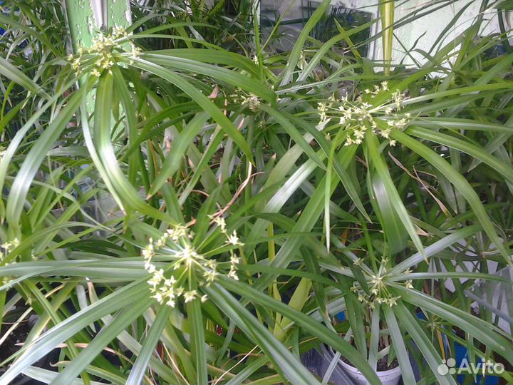 Продаю Циперус