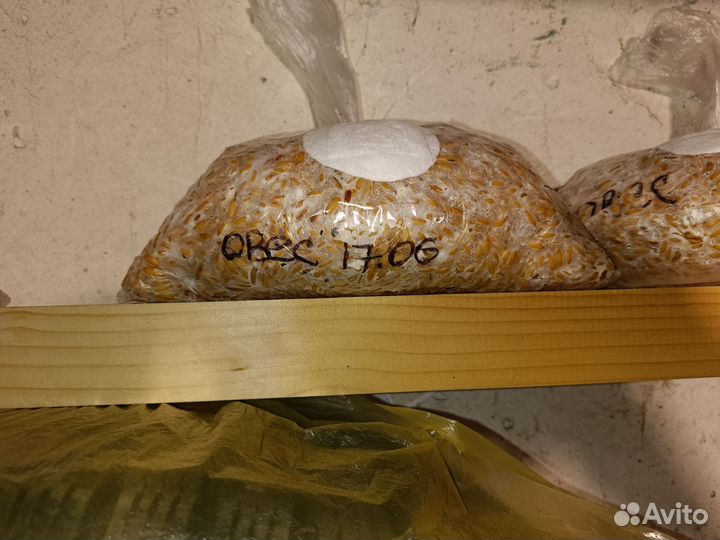 Мицелий вешенки