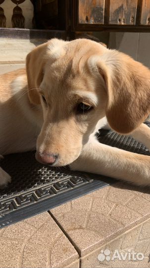 Метис лабрадора