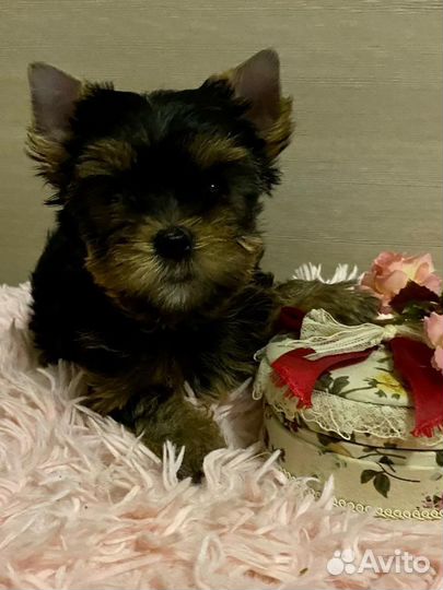 Йоркширский терьер