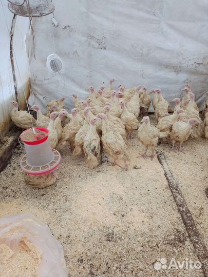 Индюшата подрощеные