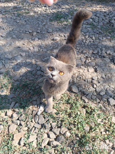 Британская кошка