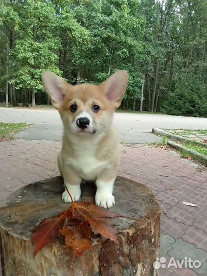 Вельш-корги пемброк