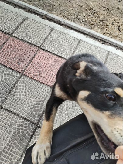 Помесь овчарки 4 мес девочка в дар