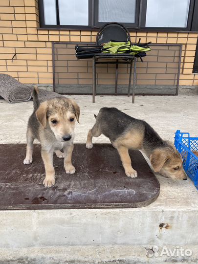 Щенки русской гончей