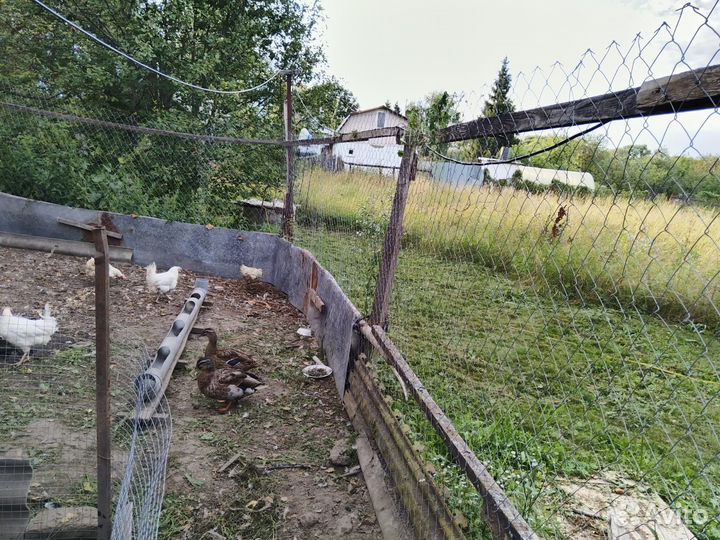 Селезень и утка дикие