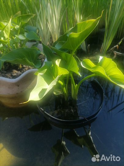 Растения для пруда и каллы