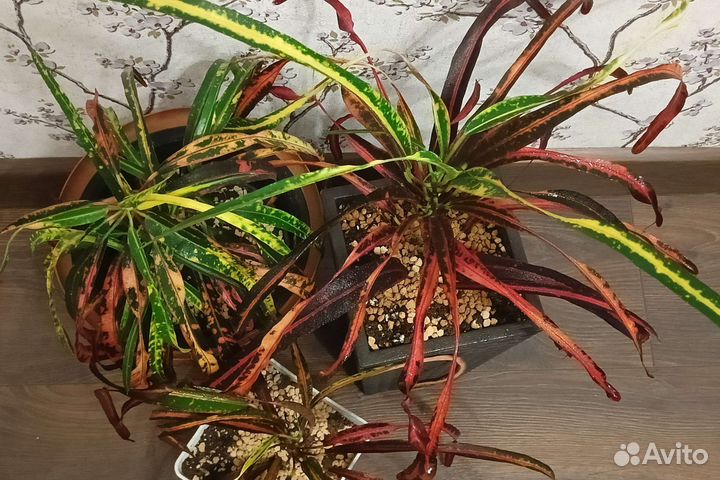 Кротон кодиуем или обмен