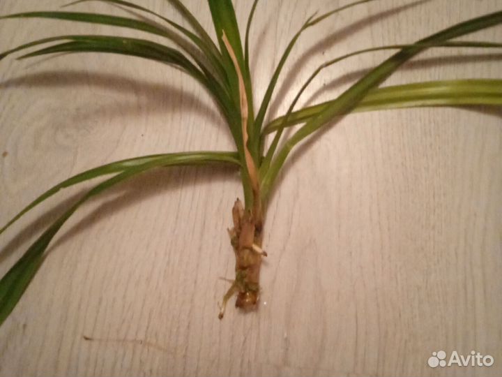 Комнатные цветы пальма