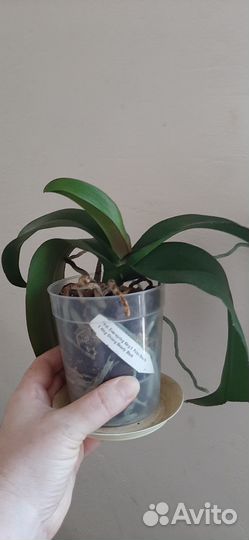 Орхидея фаленопсис