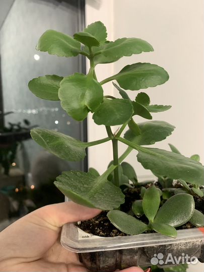 Каланхоэ цветущий