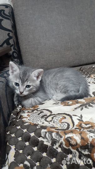Котята бесплатно