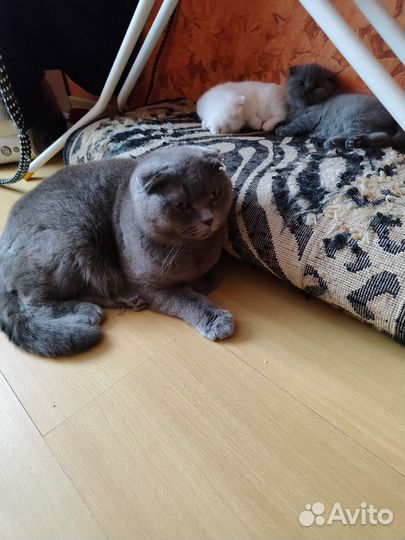 Шотландская вислоухая кошка